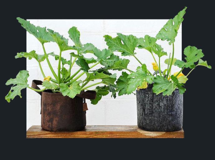 Photo sur le site Terralba de deux plantes dans des pots en géotextile Terralba Pot Géotextile