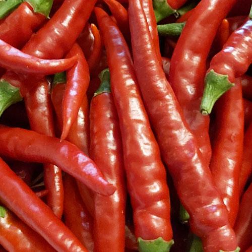 piment produit en culture organique bio de terralba.eu piment produit en culture organique bio de terralba.eu